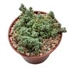 Sedum dasyphyllum minor - comprar online