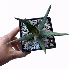 Aloe fragilis - comprar online