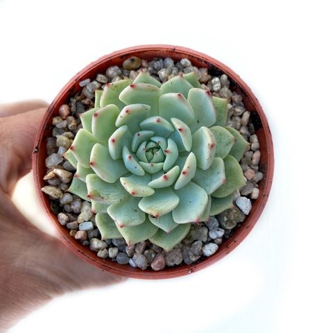 Echeveria Alienor - Comprar en Succumom