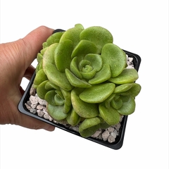 Aeonium Lily Pad