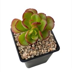 Echeveria multicaulis