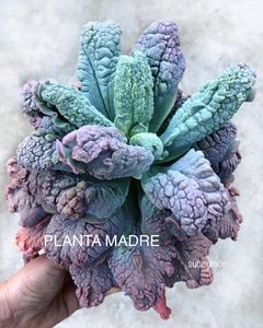 Echeveria Linguas XXL en internet