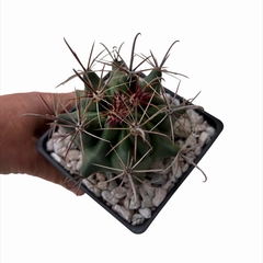 Ferocactus wislizenii