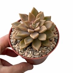 Graptoveria Acaulis