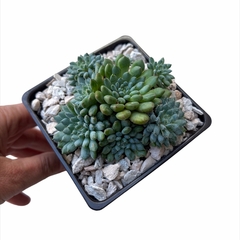 Echeveria setosa deminuta