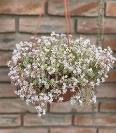 Sedum dasyphyllum var. glanduliferum - comprar online