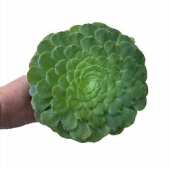 Aeonium tabuliforme XL