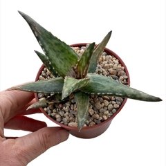 Aloe fragilis