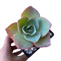 Echeveria DaVinci Code