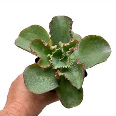 Echeveria Dick's Pink XL en internet