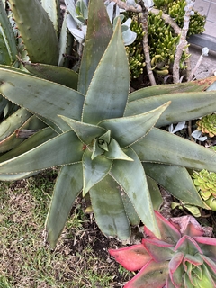 Aloe striata x maculata - comprar online