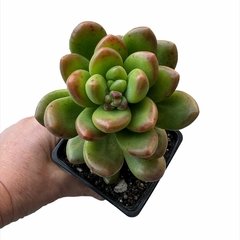 Sedum Muun