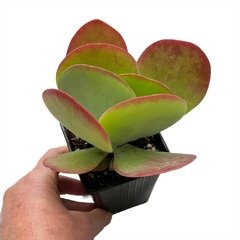 Kalanchoe Luciae en internet