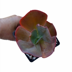 Echeveria Diamond State revertida