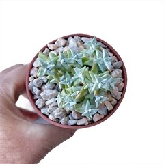 Crassula deltoidea