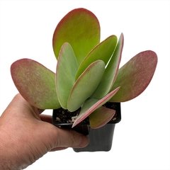 Kalanchoe Luciae - tienda online