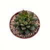 Echeveria Cat's Eye