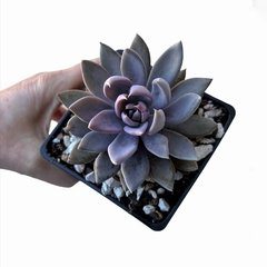 Echeveria trianthina, Río Toliman