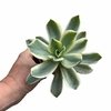 Graptoveria Fred Ives variegada