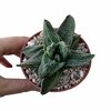 Gasteria Siver East