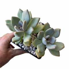 Graptophytum Supreme