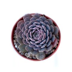 Echeveria Pinwheel (tuxpanensis) - comprar online