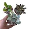 Kalanchoe x 3