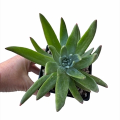 Dudleya x greenei XL - comprar online