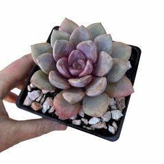 Graptoveria Debbi