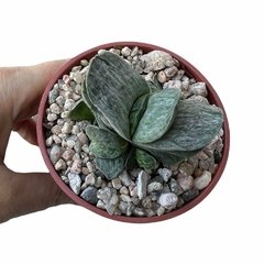 Gasteria ( 3 variantes)