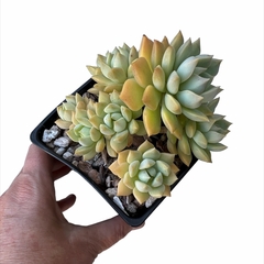 Graptoveria Inti Platense