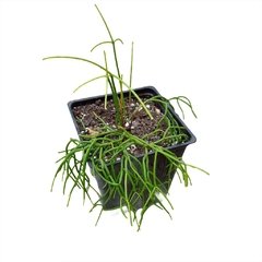 Rhipsalis baccifera - comprar online