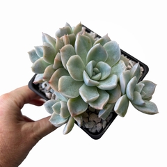 Graptoveria Fantome