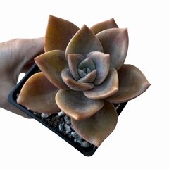 Graptoveria Albert Baynes