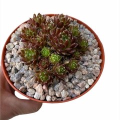 Sempervivum Crispyn