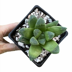 Haworthia Green Rose