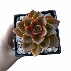 Echeveria Melaco