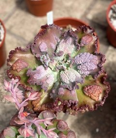 Echeveria Noway - comprar online