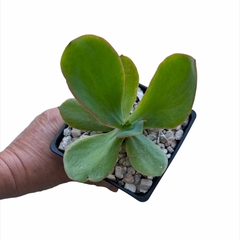 Echeveria x gibbiflora - comprar online
