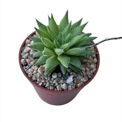 Haworthia decipiens