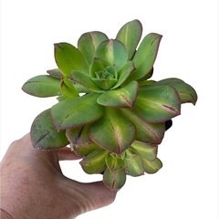 Aeonium 'Starburst' Lemon-Lime - comprar online