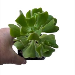 Sedum dendroideum - comprar online