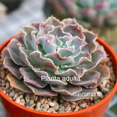 Echeveria Blue Frills - comprar online