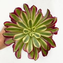 Aeonium Mardi Gras