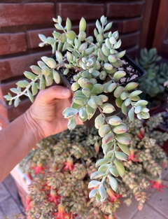 Cotyledon pendens en internet