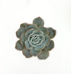 Echeveria Caly Argentea