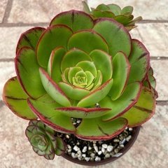 Aeonium ciliatum en internet