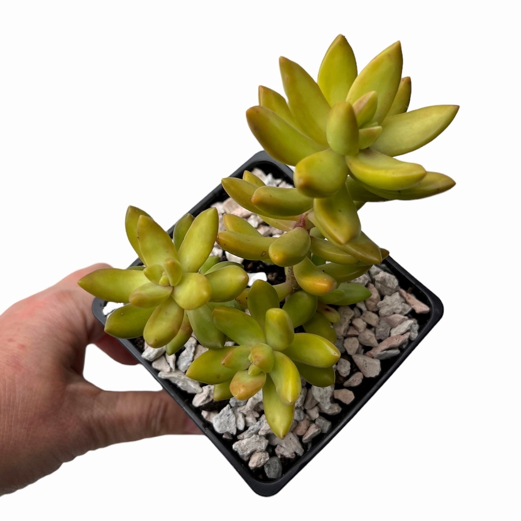 Sedum adolphii - Comprar en Succumom
