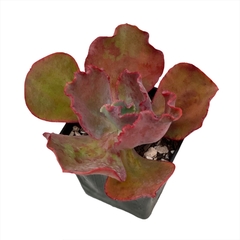 Echeveria híbrido de gibbiflora Rojo - comprar online