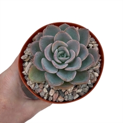 Echeveria Gaia - comprar online